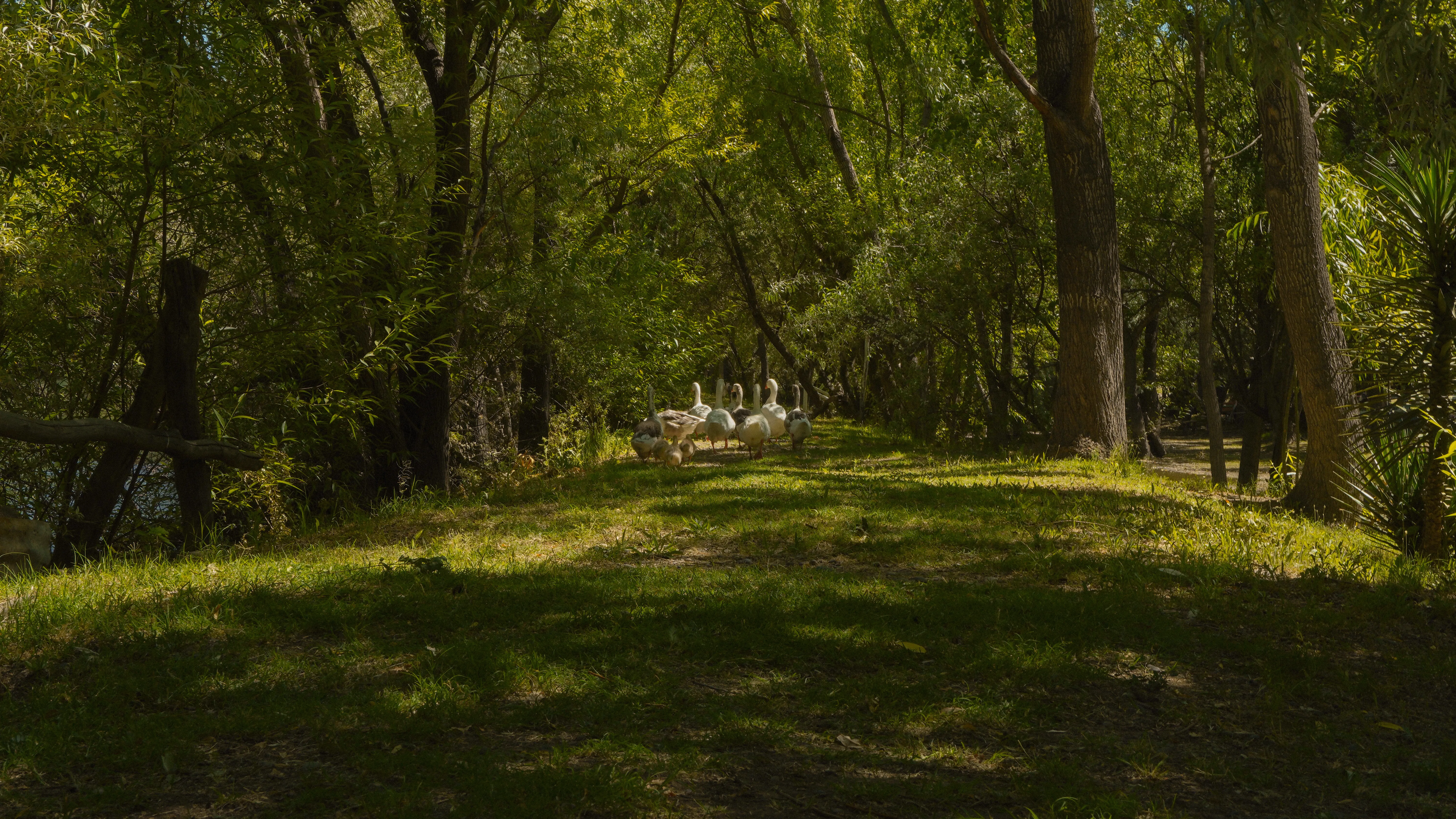 Patos II - Serie fotográfica