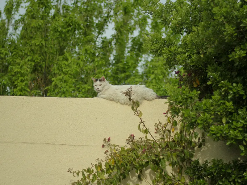 Gato blanco descansando en lo alto de una tapia