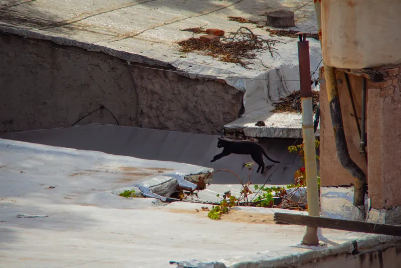 Perro sobre una terraza entre medianeras